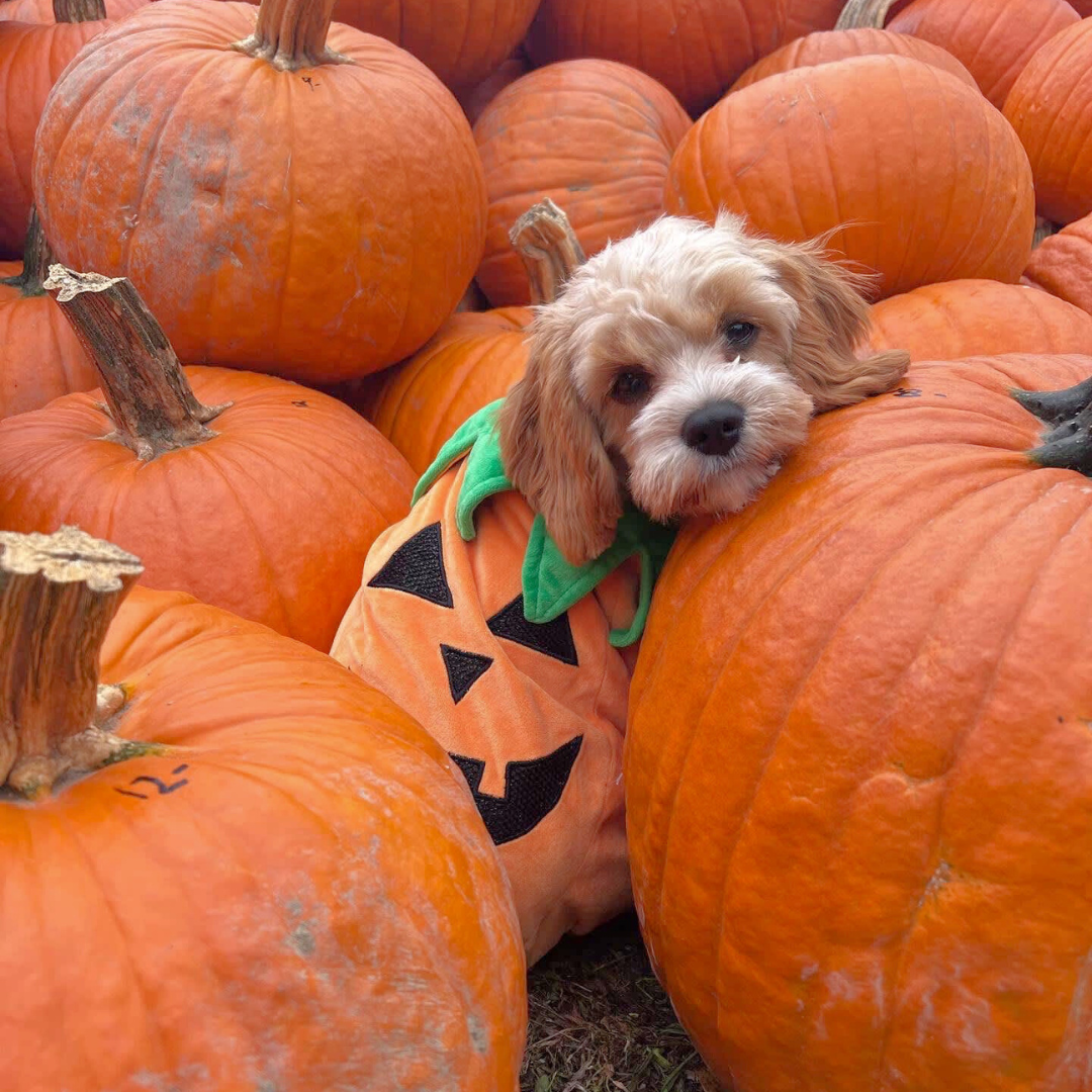 Is pumpkin ok for dogs to eat best sale