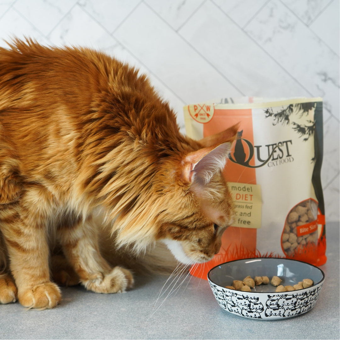 How to Pick the Best Cat Food Raw Pet Food