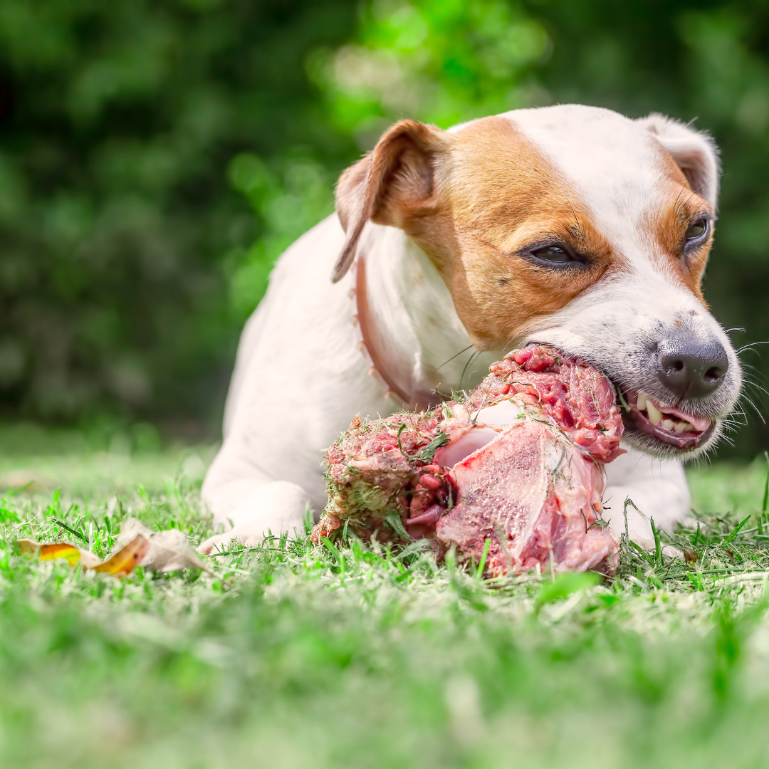 Can You Serve Your Pets Raw Meat?